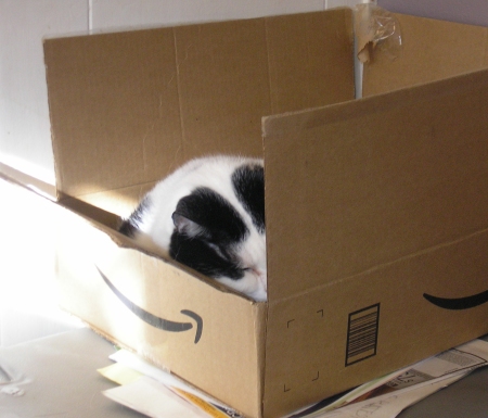 Amazon Cat